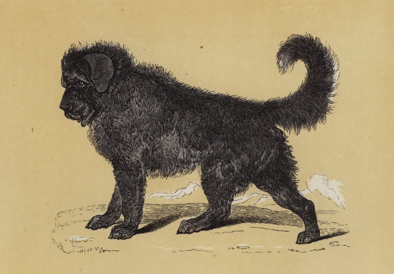 Tibet-Hund von English School