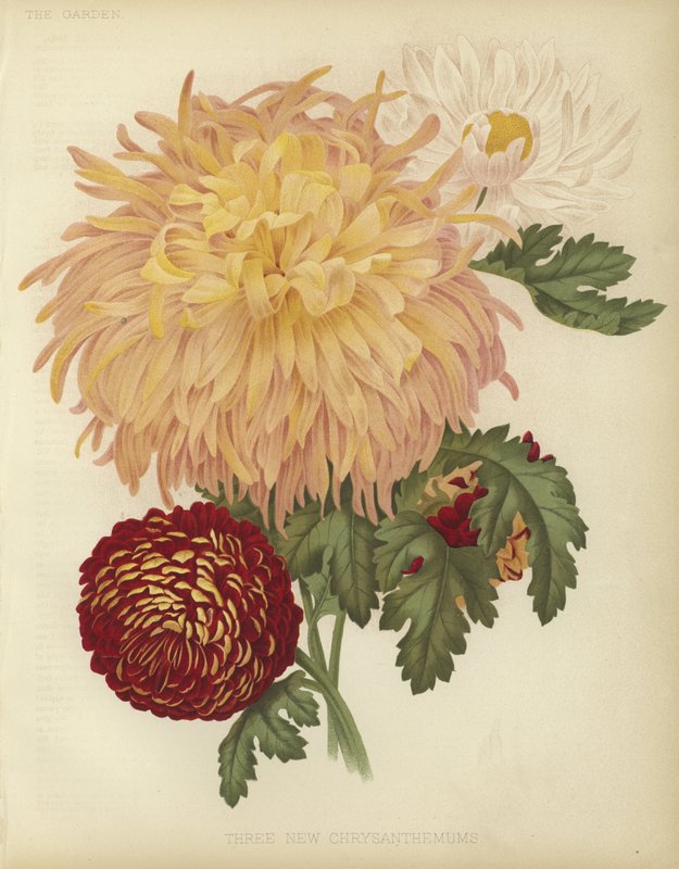 Drei neue Chrysanthemen von English School
