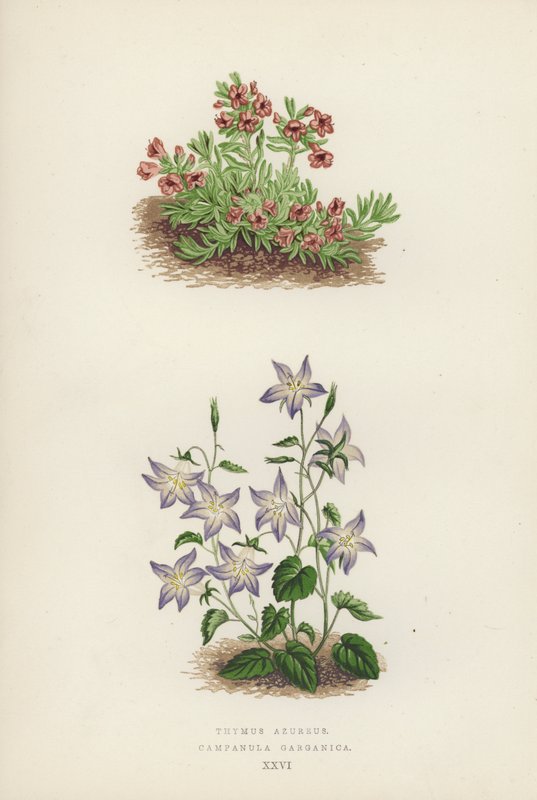 Thymus Azureus; Campanula Garganica von English School