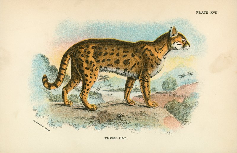Tigerkatze von English School
