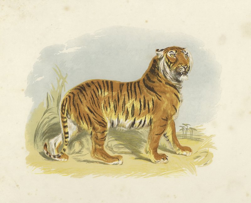 Tiger von English School