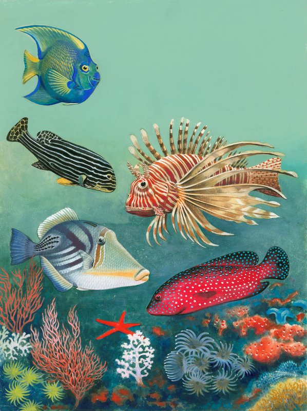 Tropische Fische von English School