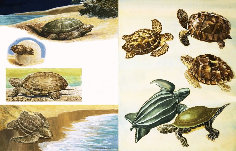 Schildkröten von English School