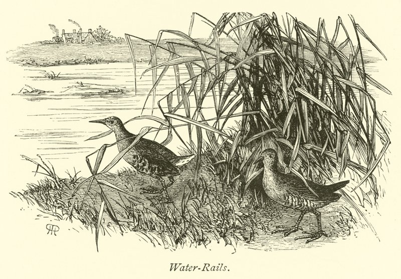 Wasserrallen von English School