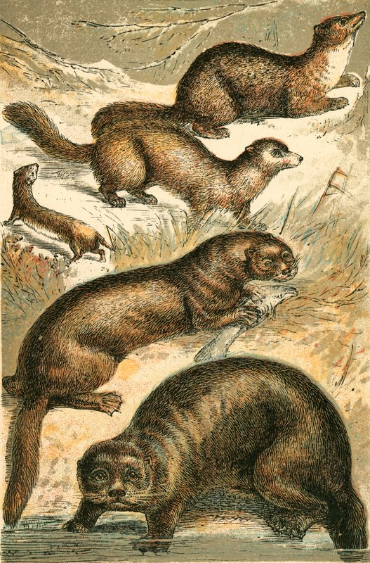 Wiesel, Zobel, Marder, Otter und Seeotter von English School