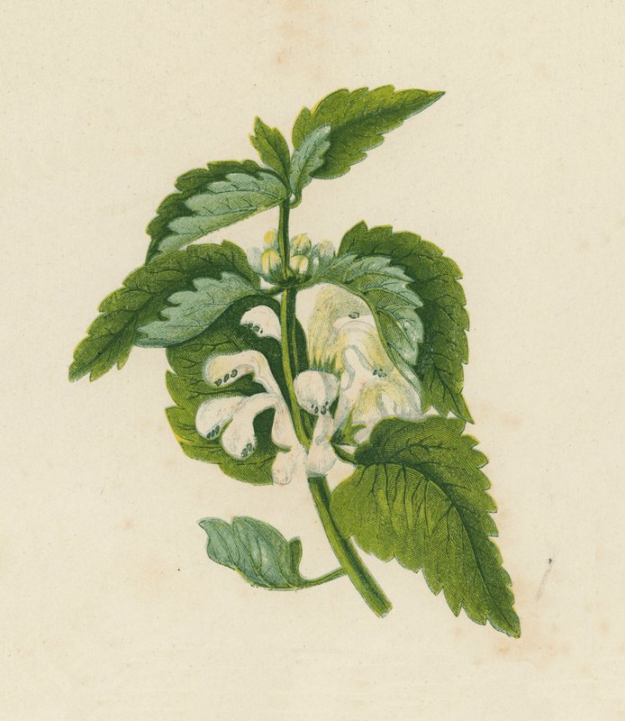 Weiße Taubnessel, Lamium Album von English School