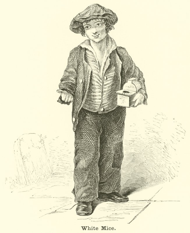 Weiße Mäuse von English School