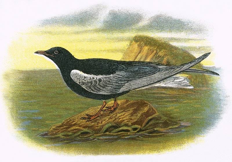 Weißflügelige Schwarze Seeschwalbe von English School