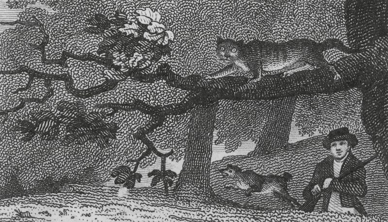Wildkatze von English School