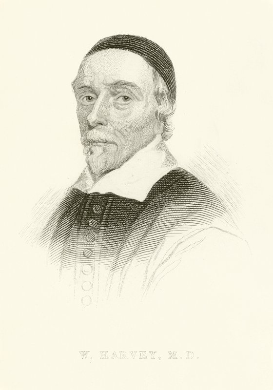 William Harvey von English School
