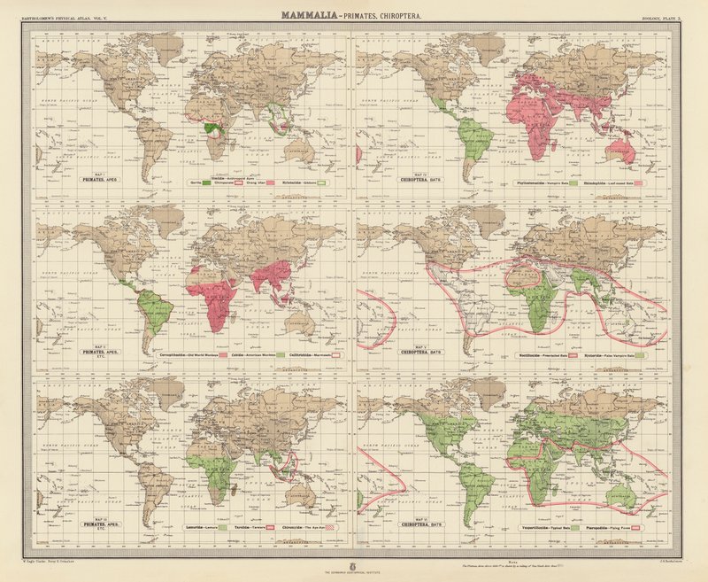 Zoogeographie: Säugetiere, Primaten, Fledertiere (Farblithografie) von English School