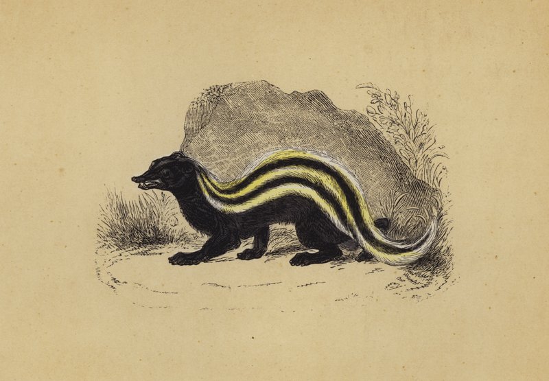 Zorilla von English School