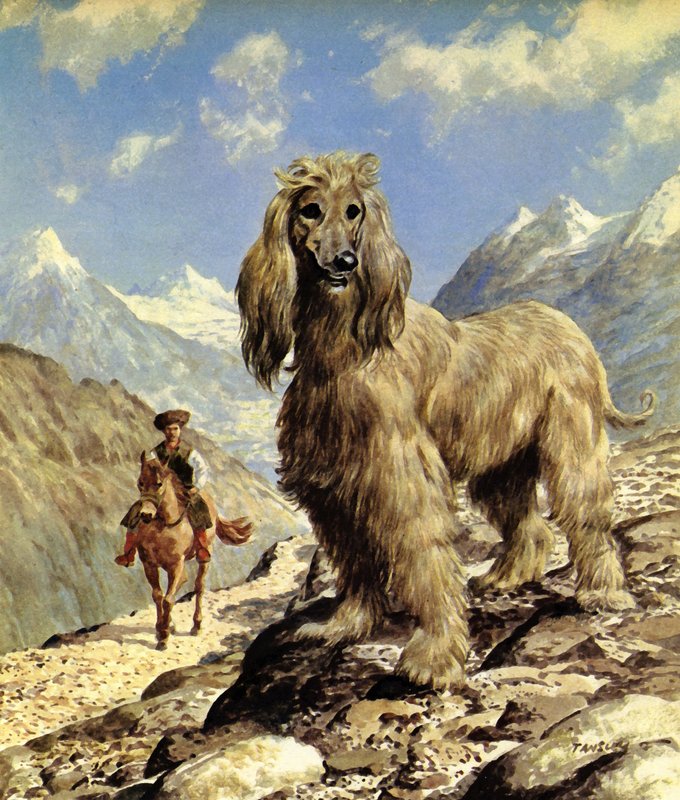 Afghanischer Windhund von Eric Tansley