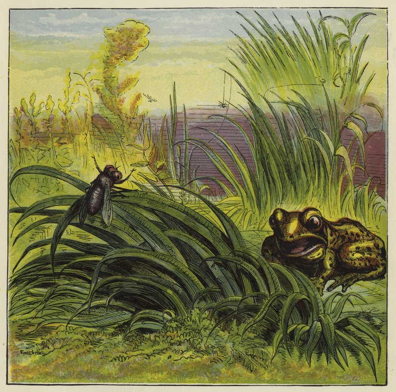 Frosch und Fliege von Ernest Henry Griset