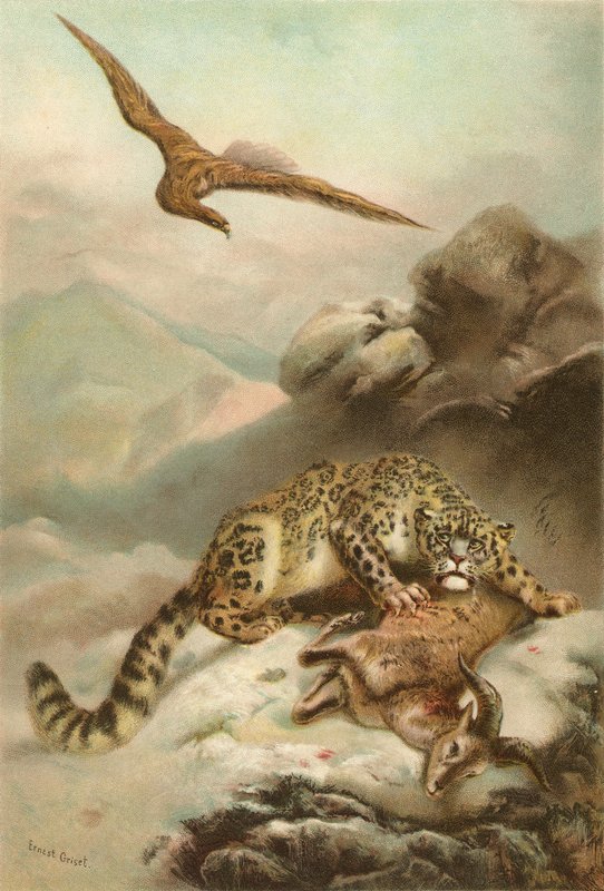 Der Schneeleopard und der Adler von Ernest Henry Griset