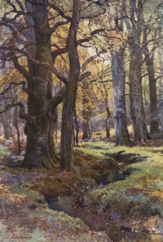 Im Mallard Wood von Ernest William Haslehust