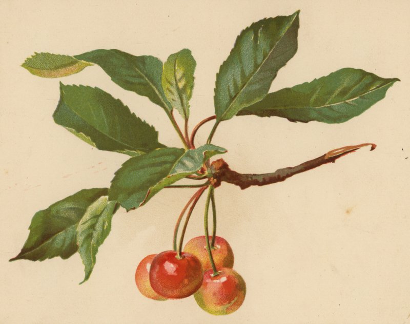 Kirschen von Ethel C. Nisbet