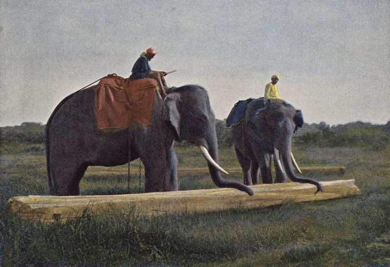 Ceylon, Elefanten ziehen einen Baumstamm von European Photographer