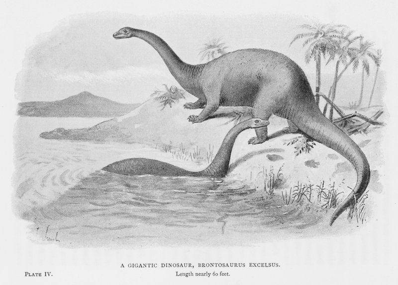 Ein Gigantischer Dinosaurier, Brontosaurus Excelsus von European School