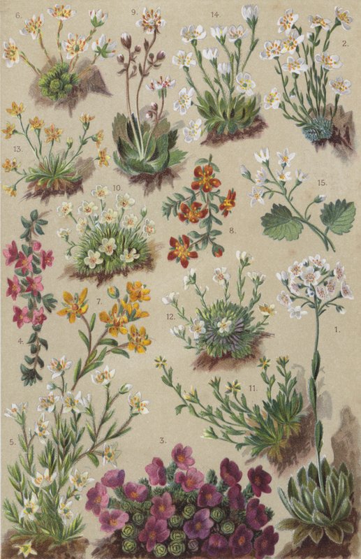 Alpine Flora von European School
