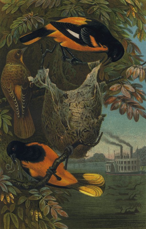 Baltimorevogel von European School