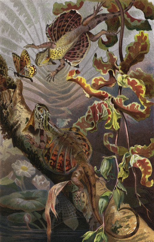 Flugdrache von European School