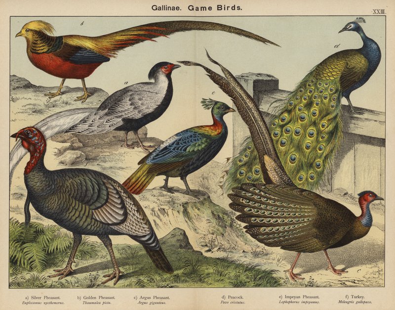 Gallinae, Wildvögel von European School