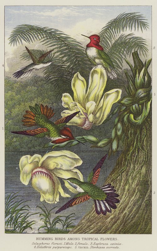 Kolibris unter tropischen Blumen von European School