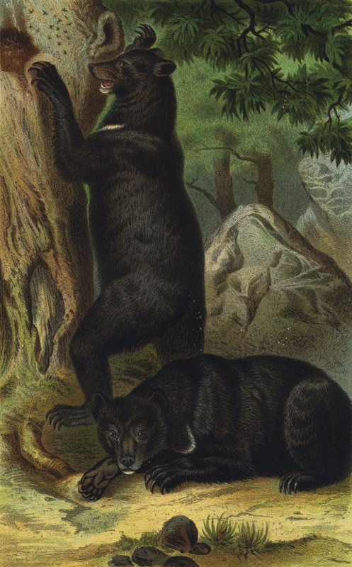 Kragenbär von European School