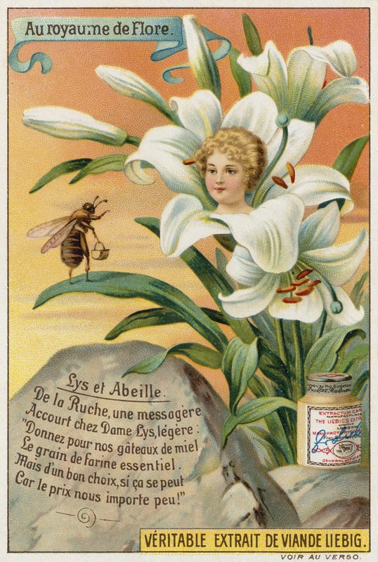 Lilie und Biene von European School