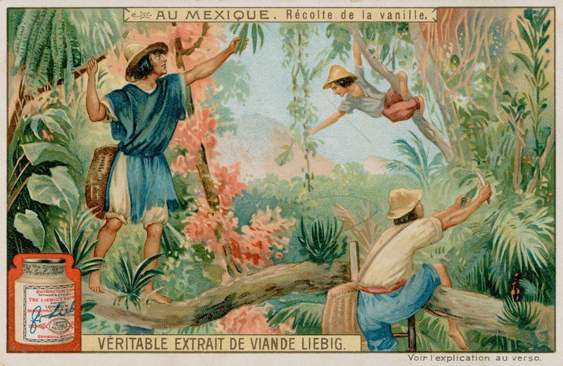 Mexikaner ernten Vanilleschoten von European School