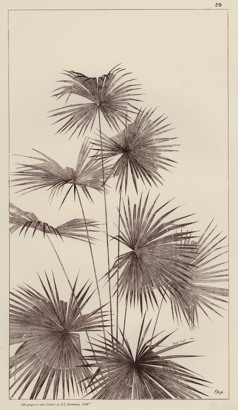 Palme von European School