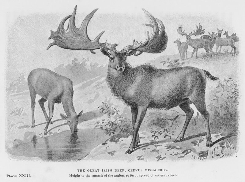 Der Große Irische Hirsch, Cervus Megaceros von European School