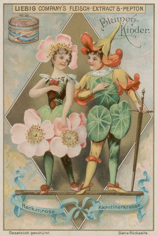 Wildrose und Kapuzinerkresse von European School
