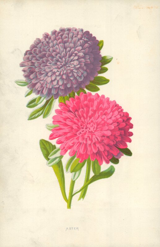 Aster von Frederick Edward Hulme