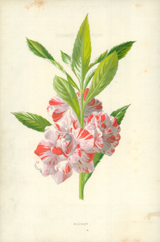 Balsam von Frederick Edward Hulme