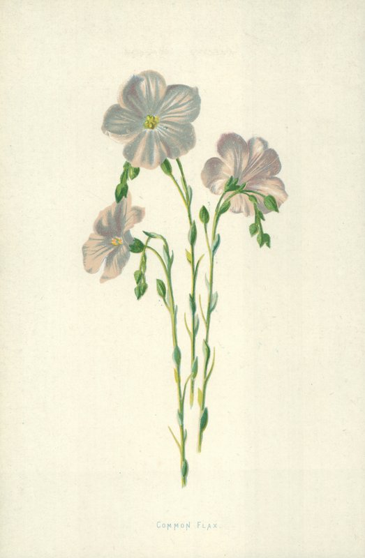 Gemeiner Flachs von Frederick Edward Hulme