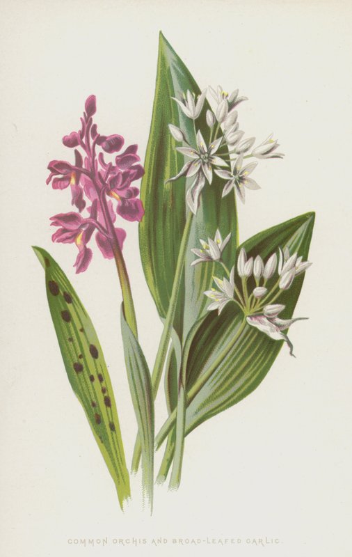Geflecktes Knabenkraut und Breitblättriger Bärlauch von Frederick Edward Hulme