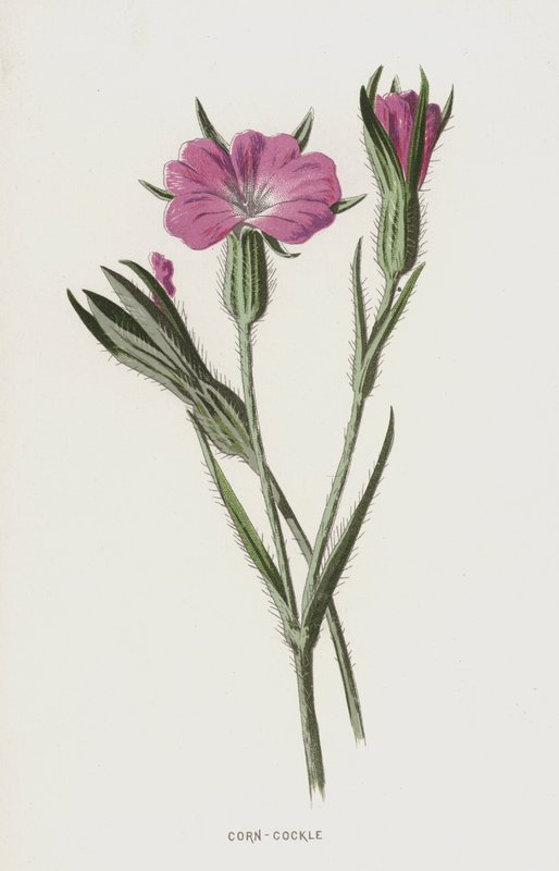 Kornrade von Frederick Edward Hulme