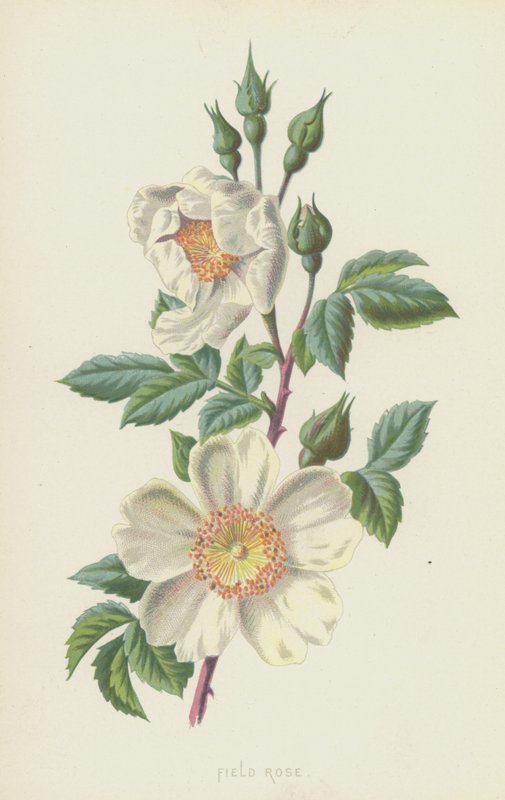 Feld-Rose von Frederick Edward Hulme