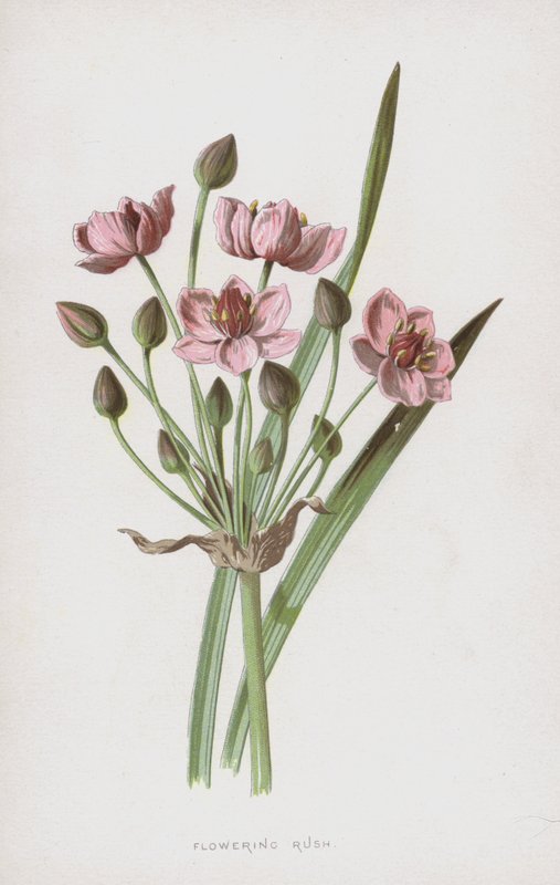 Blühender Igelkolben von Frederick Edward Hulme