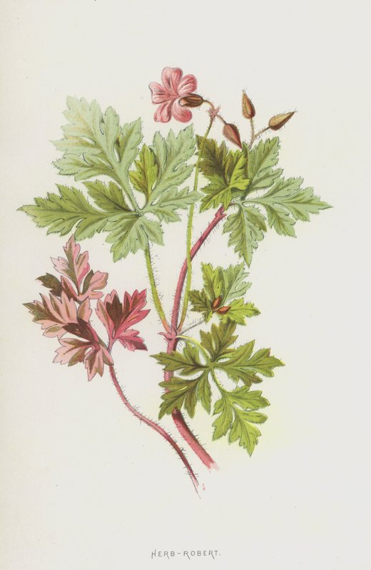 Storchschnabel von Frederick Edward Hulme
