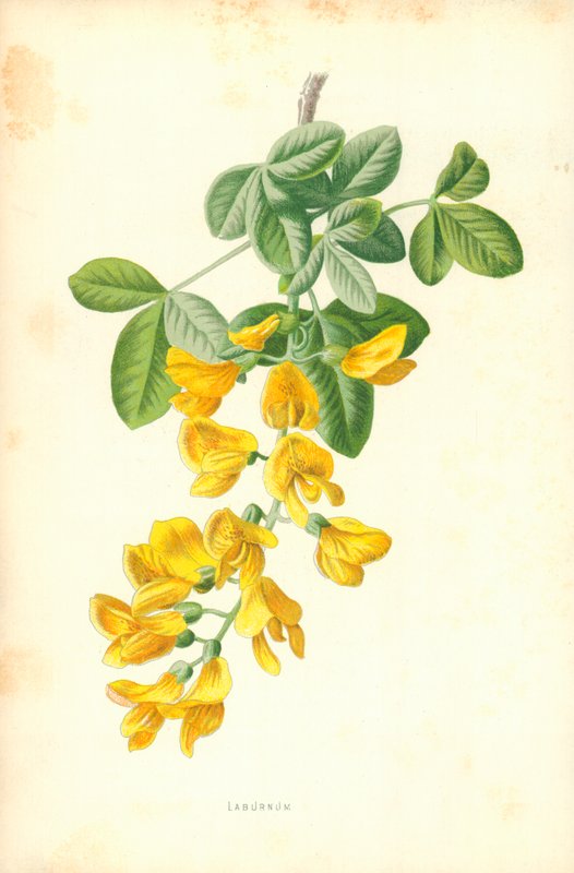 Goldregen von Frederick Edward Hulme
