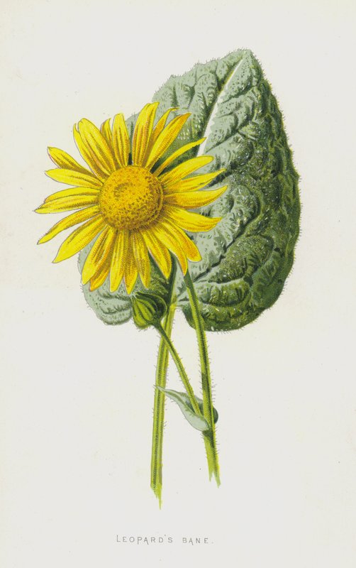 Arnika von Frederick Edward Hulme