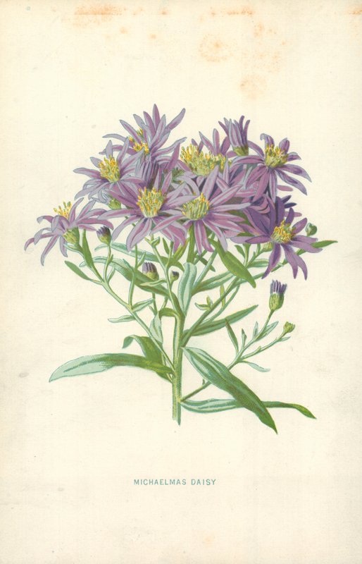 Herbstaster von Frederick Edward Hulme