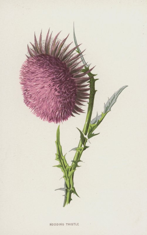 Nickende Distel von Frederick Edward Hulme