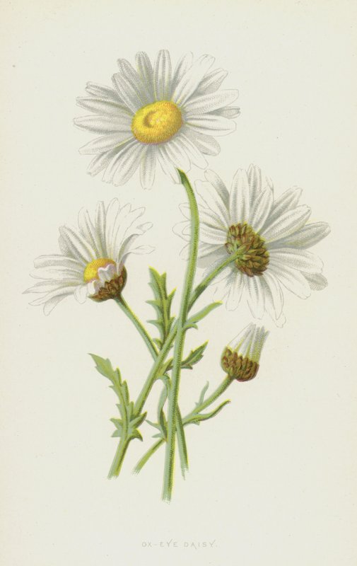 Margerite von Frederick Edward Hulme