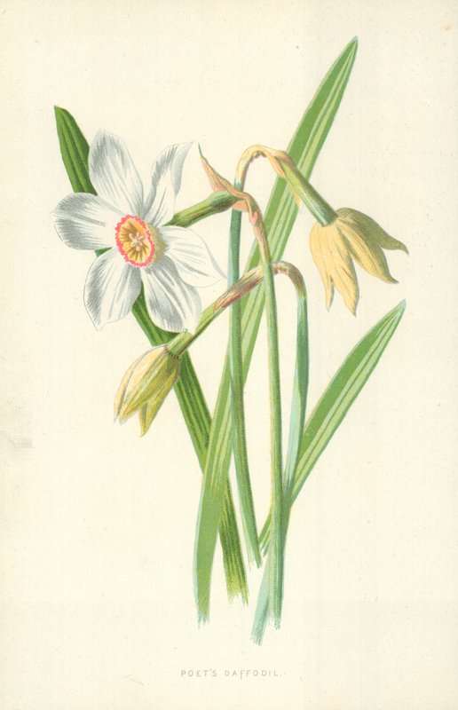 Dichter-Narzisse von Frederick Edward Hulme