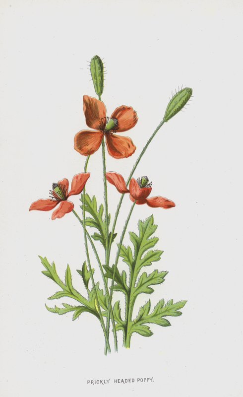 Stachelköpfiger Mohn von Frederick Edward Hulme