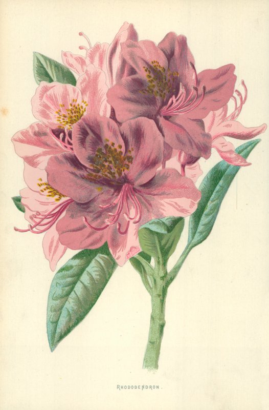 Rhododendron von Frederick Edward Hulme
